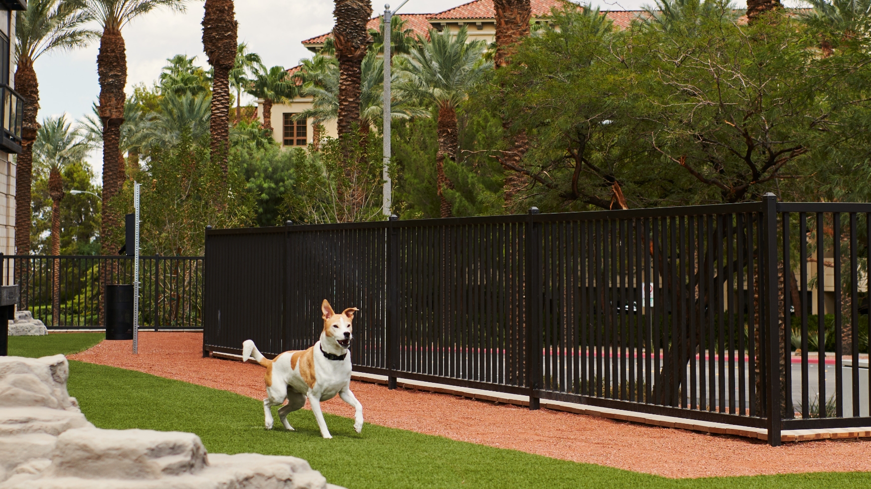 a dog running around a community space at the Life Time Living location